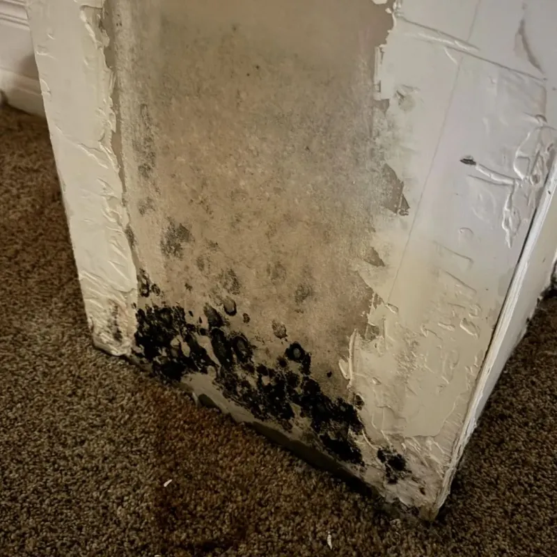 Professional Mold Removal in Forest Park, OK